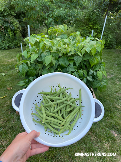 2023 Garden: Lots of Green Beans